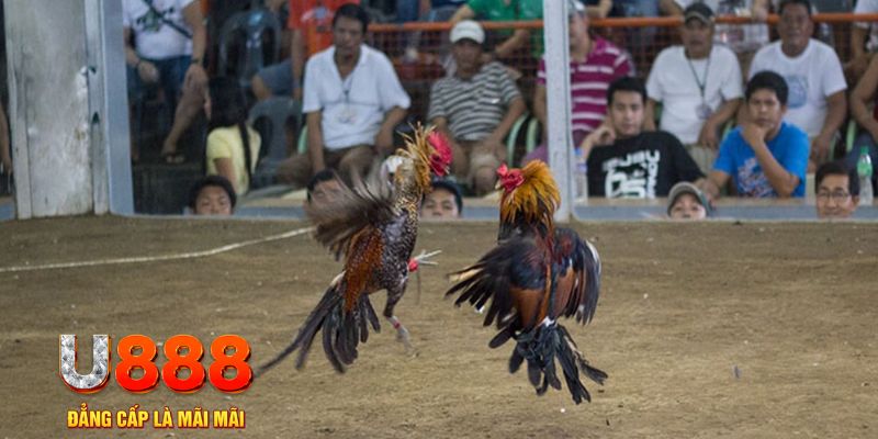66vn đăng nhập mậu binh khuyến mãi