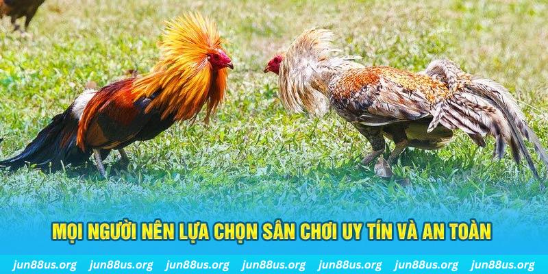 66vn Cỡ bảy