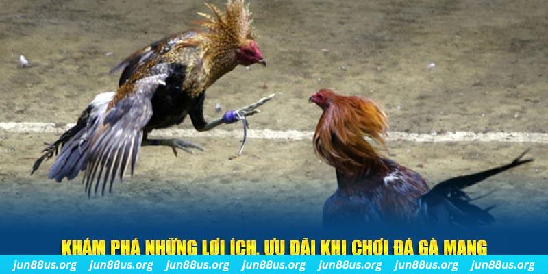 66vn đăng nhập liêng live