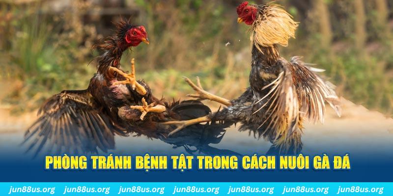 66vn Bài Poker Bonus