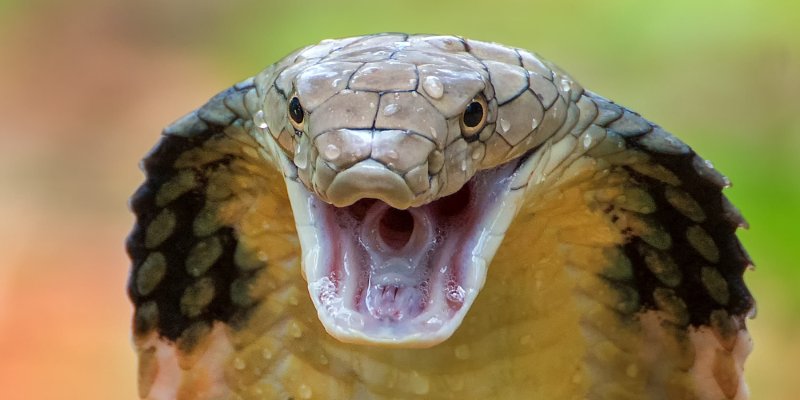 66vn nổ hũ la gi